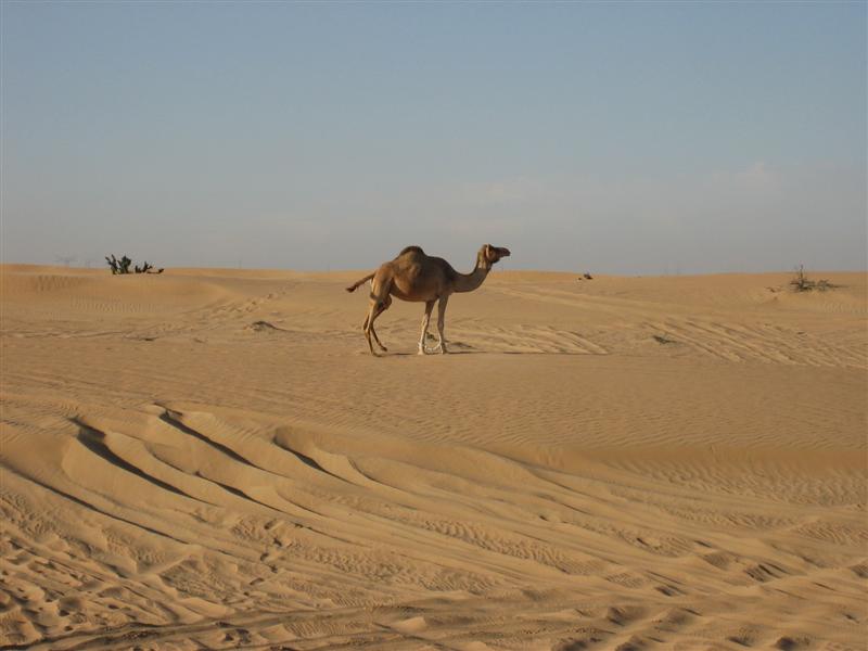 Dubai 5899